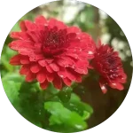 نظر Parisa Fahimi درباره کلینیک گلبرگ